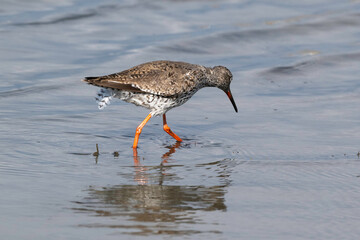 Chevalier gambette,
Tringa totanus, Common Redshank