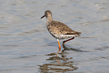 Chevalier gambette,Tringa totanus, Common Redshank