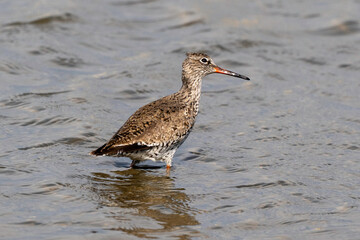 Chevalier gambette,Tringa totanus, Common Redshank