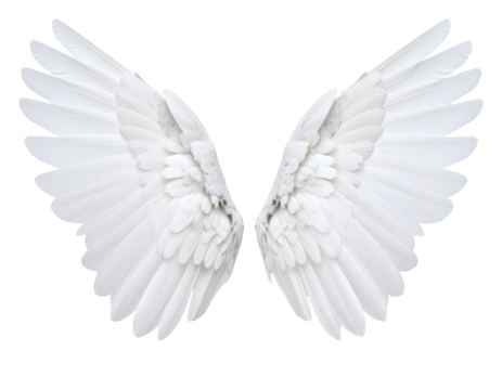 Majestic white wings gracefully extend, symbolizing purity and ethereal beauty.
