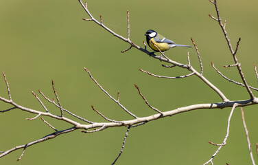 Great tit perched on a branch in spring in Slovakia
