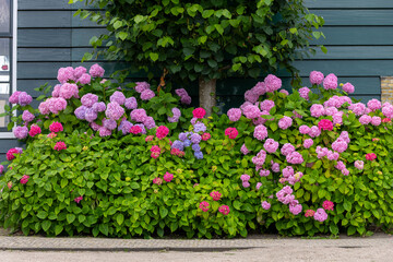 Blooming Hydrangea Bushes Against Wooden Wall