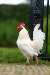 White Rooster Standing on Cobblestone