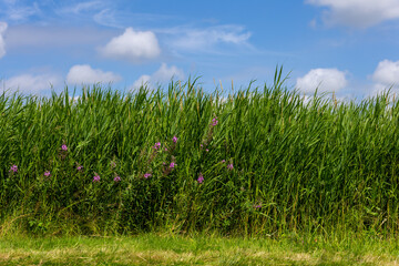 Reed Plants and Wildflowers Under Blue Sky