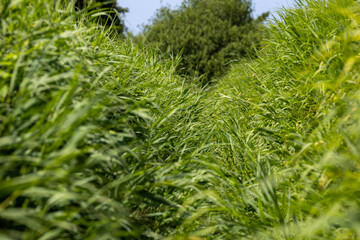 Tall Summer Grass Growing in Dense Green Field