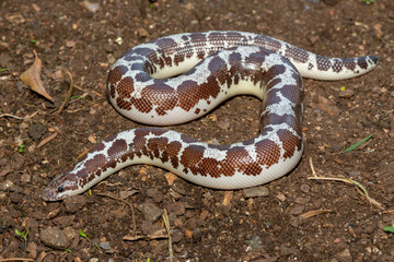 A cute Kenyan sand boa (Gongylophis colubrinus) on a natural sand surface 