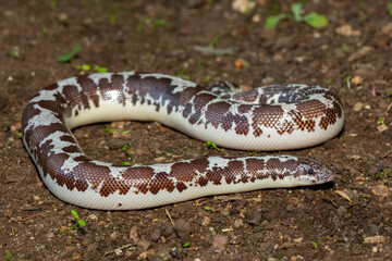 A cute Kenyan sand boa (Gongylophis colubrinus) on a natural sand surface 