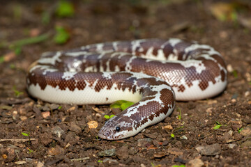 A cute Kenyan sand boa (Gongylophis colubrinus) on a natural sand surface 
