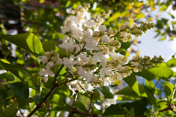 White lilac flowers surrounded by fresh greenery. Spring natural fresh background with white flowers.