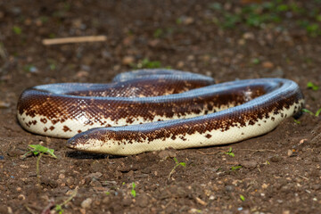 A cute Kenyan sand boa (Gongylophis colubrinus) on a natural sand surface 