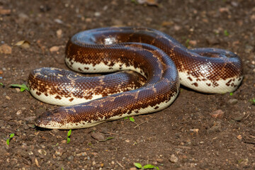 A cute Kenyan sand boa (Gongylophis colubrinus) on a natural sand surface 