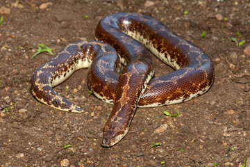 A cute Kenyan sand boa (Gongylophis colubrinus) on a natural sand surface 