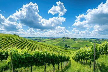 Fototapeta premium A scenic view of a vineyard with rolling green hills and a vibrant blue sky filled with fluffy clouds