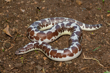 Obraz premium A cute Kenyan sand boa (Gongylophis colubrinus) on a natural sand surface 