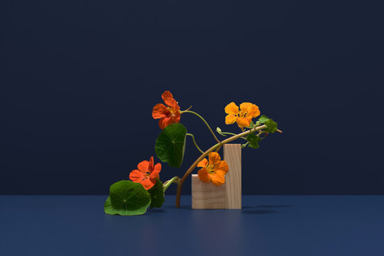 Nasturtium plant with orange blooms and dark backdrop