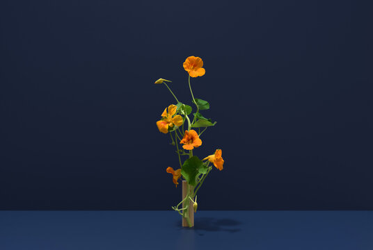 Nasturtium plant with vibrant orange flowers on blue
