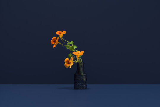 Nasturtium with orange flowers on dark blue background
