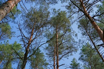 Tops of pine trees against a clear blue sky. Walking, tourism.
