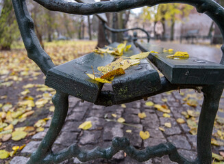 Fallen leaves in autumn park. Beautiful autumn in Europe. Poland