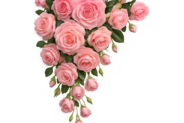 Beautiful pink roses bouquet hanging on a transparent background, perfect for romantic projects