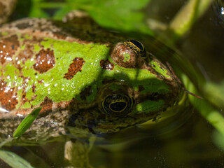 cute frog in a swamp