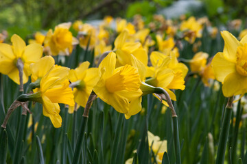Obraz premium Yellow flowers daffodils. Spring flower Narcissus. Beautiful bush in the garden. Nature background. Spring flowering bulb Daffodil plants. Floral background with full yellow daffodils