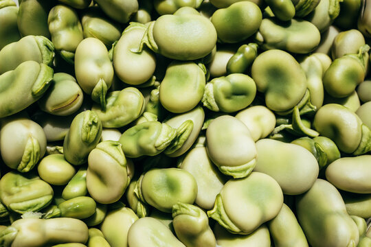 Fresh green broad beans in a close-up shot