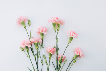 Soft pink carnations on white elegant background