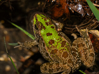 cute frog in a swamp