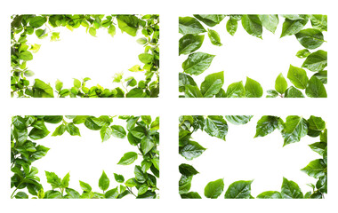 Green Leaf Frames: Nature's Borders