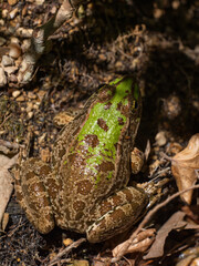 Obraz premium cute frog in a swamp