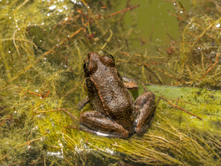 cute frog in a swamp
