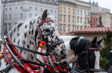 Two horses close-up shot, at the Old Town of Krakow