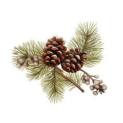 Pinecones with evergreen branch and berries on a transparent background offer a festive holiday feel. isolated on white or transparent png
