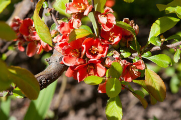 Bright coral quince flowers in the garden in spring. Japanese quince flowers in the garden