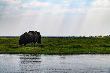 African elephant on the grassland at the lakeside in Chobe National Park