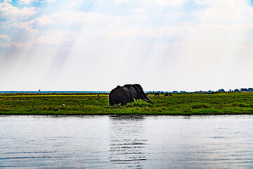 African elephant on the grassland at the lakeside in Chobe National Park