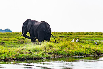 African elephant on the grassland at the lakeside in Chobe National Park