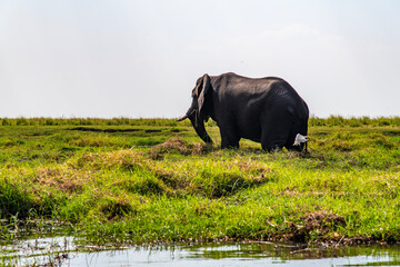 African elephant on the grassland at the lakeside in Chobe National Park