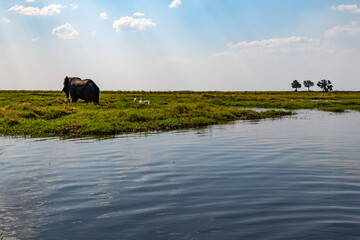 African elephant on the grassland at the lakeside in Chobe National Park