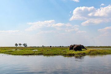 African elephant on the grassland at the lakeside in Chobe National Park