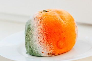Moldy orange on white plate with contrasting colors showcases decay and natural processes