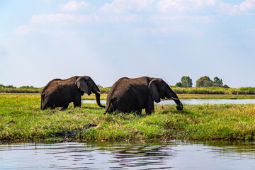 African elephant on the grassland at the lakeside in Chobe National Park