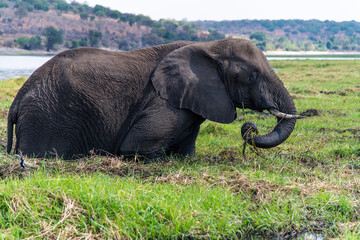 African elephant on the grassland at the lakeside in Chobe National Park