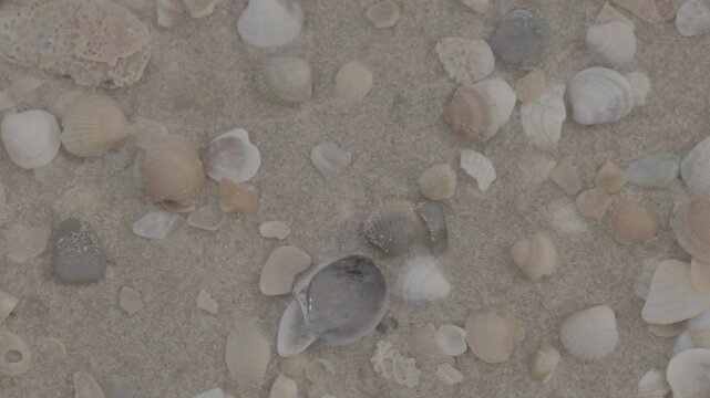 Fuel oil spills on a beautiful seashell beach. Beach oil spill impact. There are many small drops of toxic fuel oil on the shell of the seashore. Environmental pollution. ProRes 422 10bit C-LOG2 video