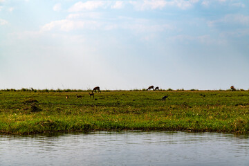 tranquil landscape with grassland, impala and cloudscape at the lakeside in Chobe National Park