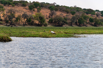 African egret on the grassland at the lakeside