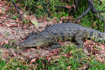 crocodile relaxing at the lakeside in Chobe National Park