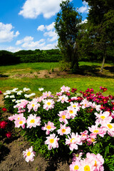 Vibrant peony flower garden in full bloom under a bright blue sky in summer
