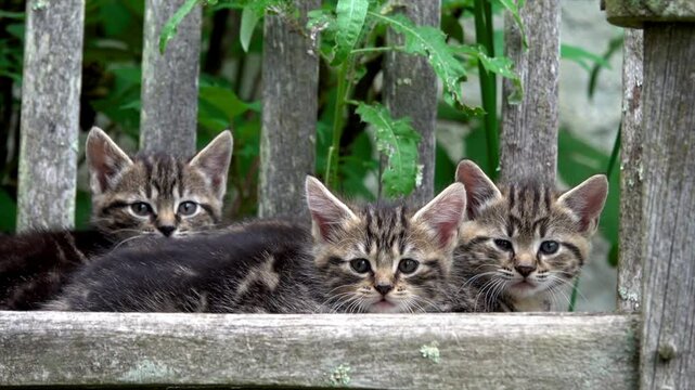 Three feral kittens on a bench get excited when their mother arrives.